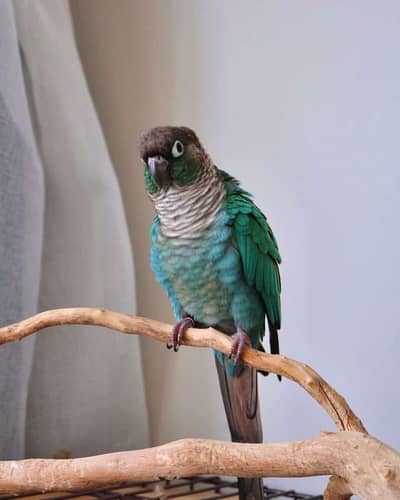 blue turquoise conure black chest black foot for sale