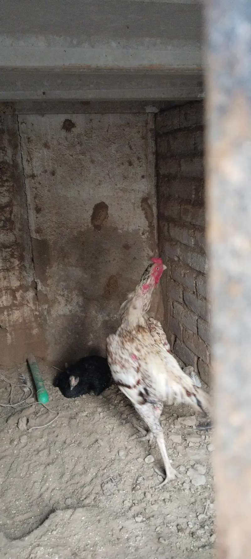 aseel murgy — photo 2