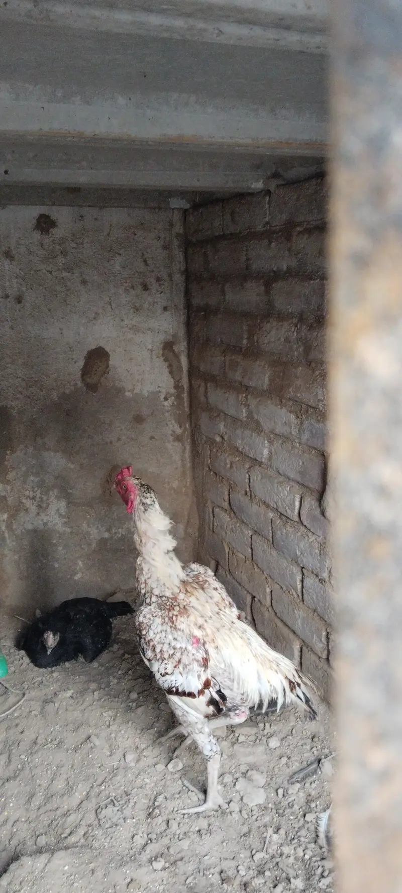 aseel murgy — photo 3