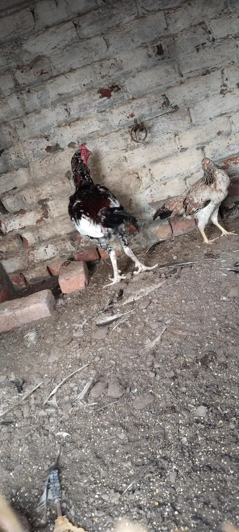aseel murgy — photo 8