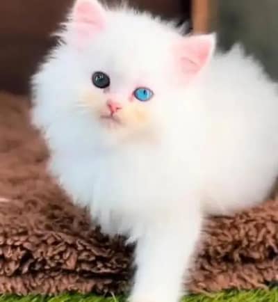 (Persian cat 2 month age for sale all Pakistan delivery available)