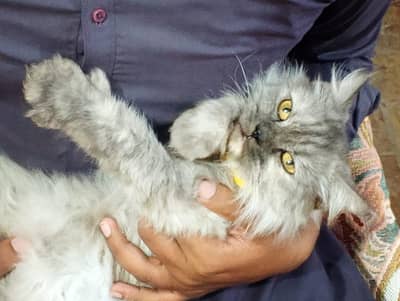 SMOKY GREY COLOR CAT