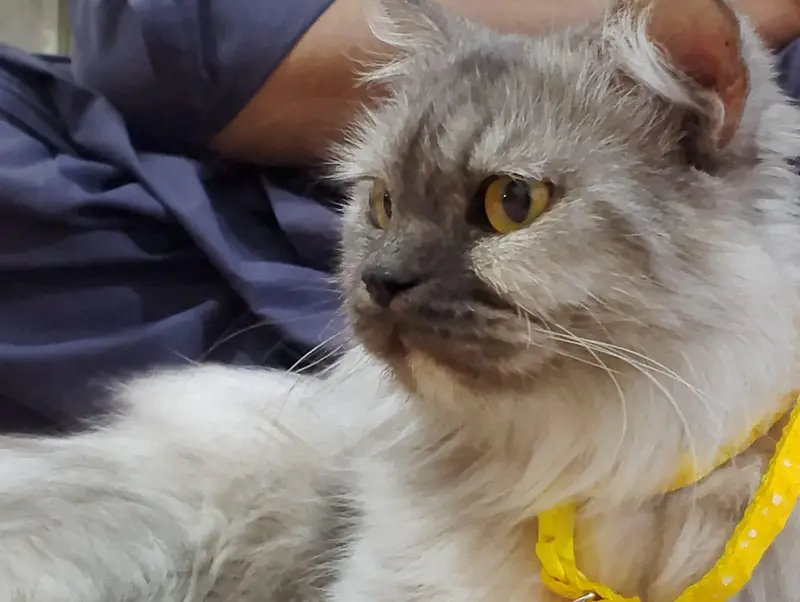 SMOKY GREY COLOR CAT — photo 2