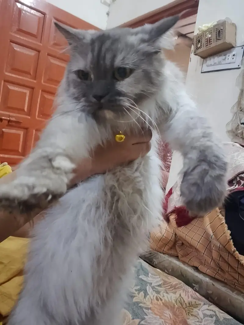 SMOKY GREY COLOR CAT — photo 3