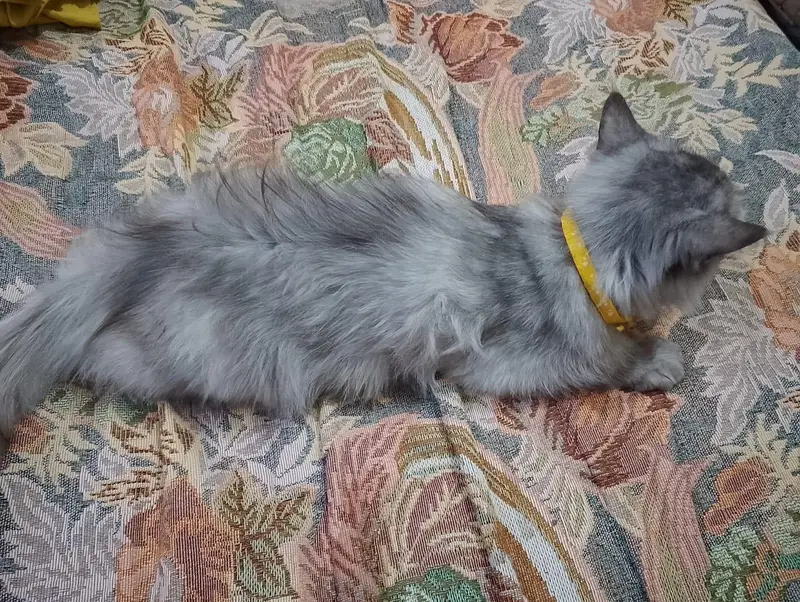 SMOKY GREY COLOR CAT — photo 4