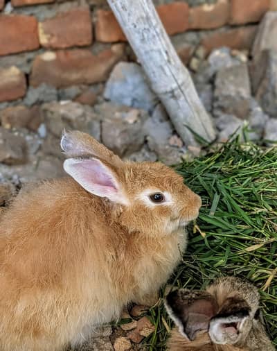 Imported fansey Rabbits pair