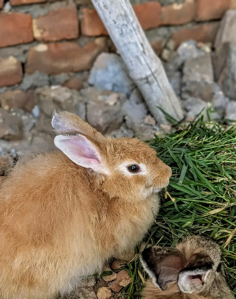 Imported fansey Rabbits pair