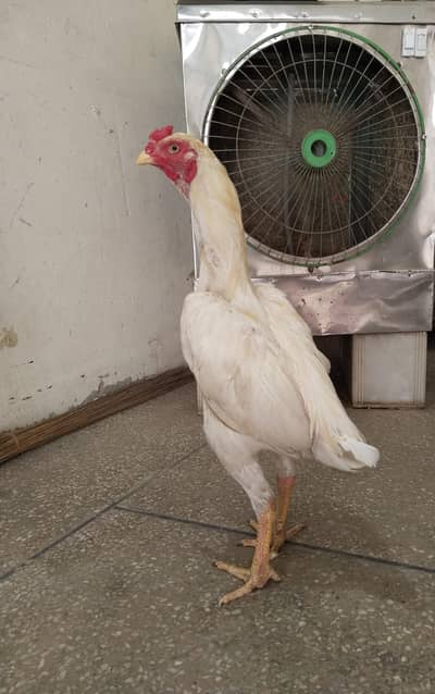 White Aseel Heera Murga