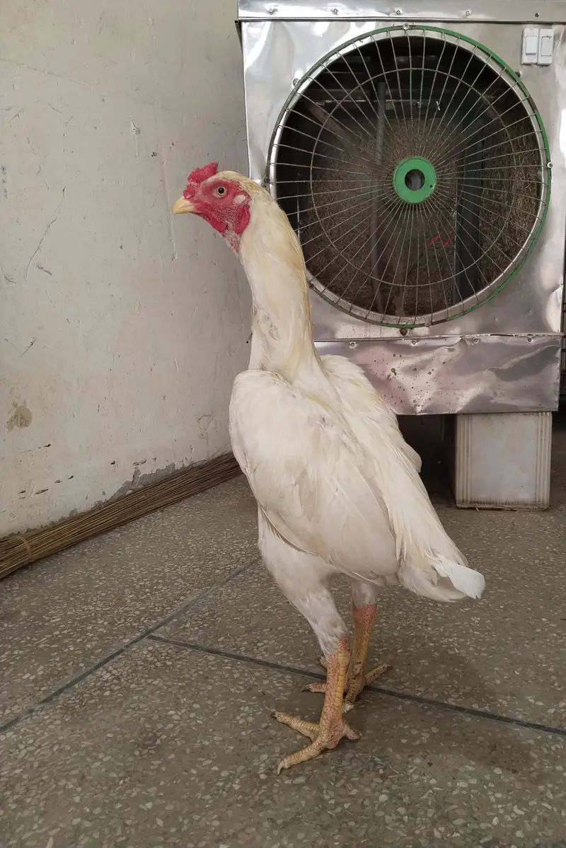 White Aseel Heera Murga — photo 2