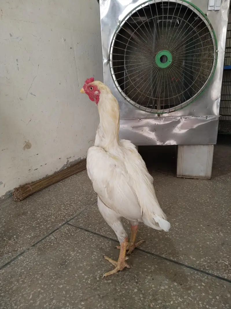 White Aseel Heera Murga — photo 3