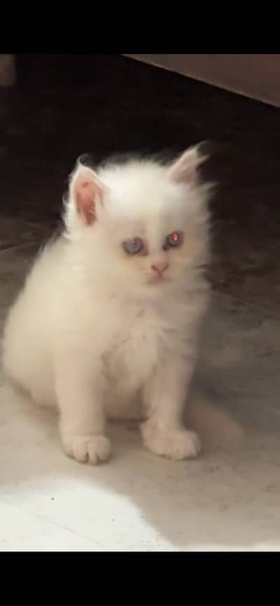 Persian cat