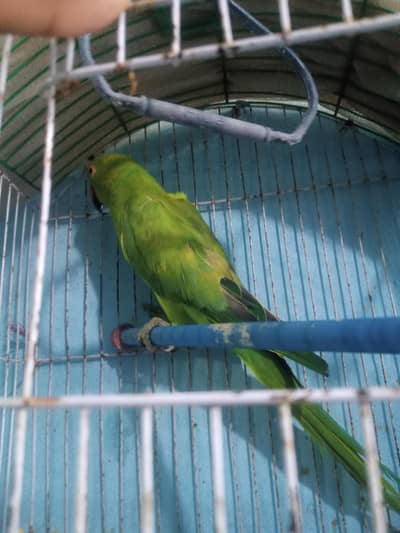 Green neck parrot