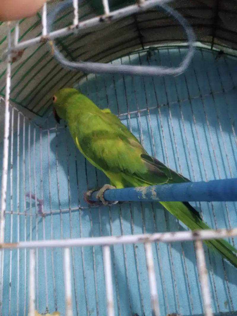 Green neck parrot — photo 2
