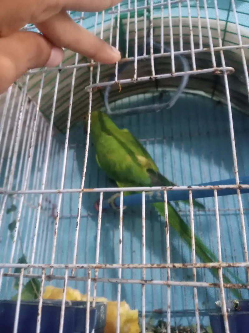 Green neck parrot — photo 3