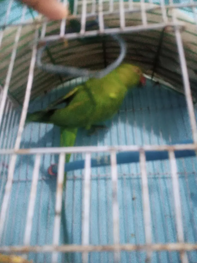 Green neck parrot — photo 4