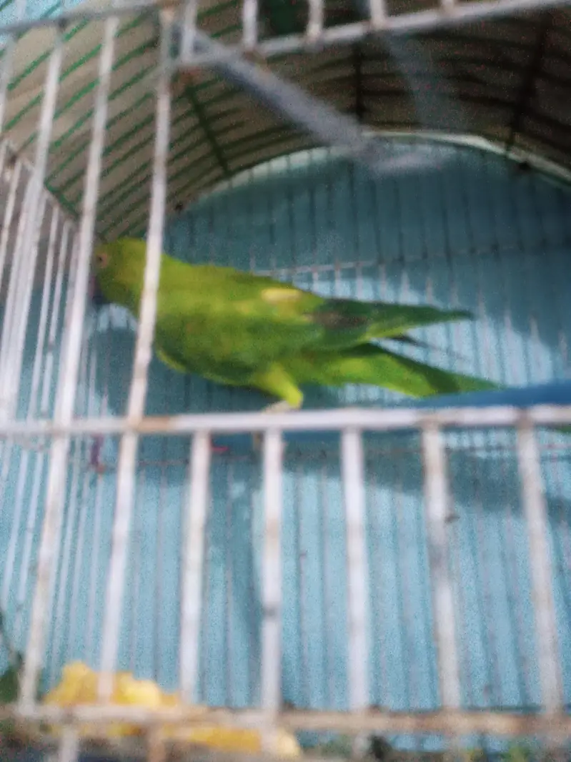 Green neck parrot — photo 5