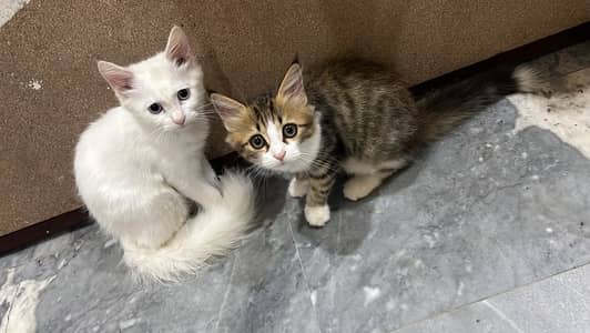 Persian male or female