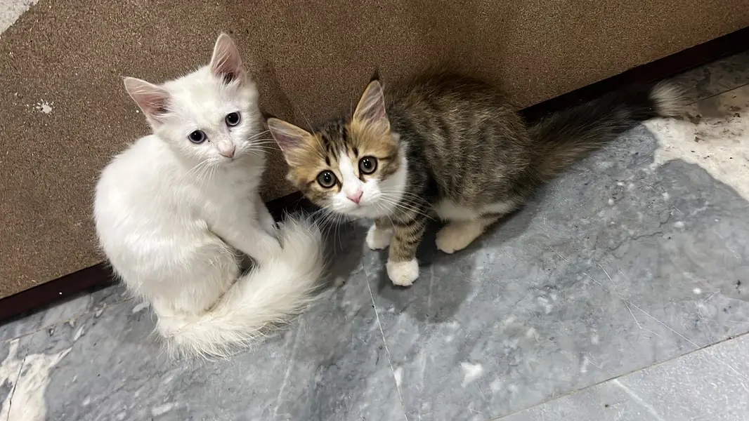 *Persian Cat | 4 Months Old | Double Coat | Vaccinated | Islamabad*