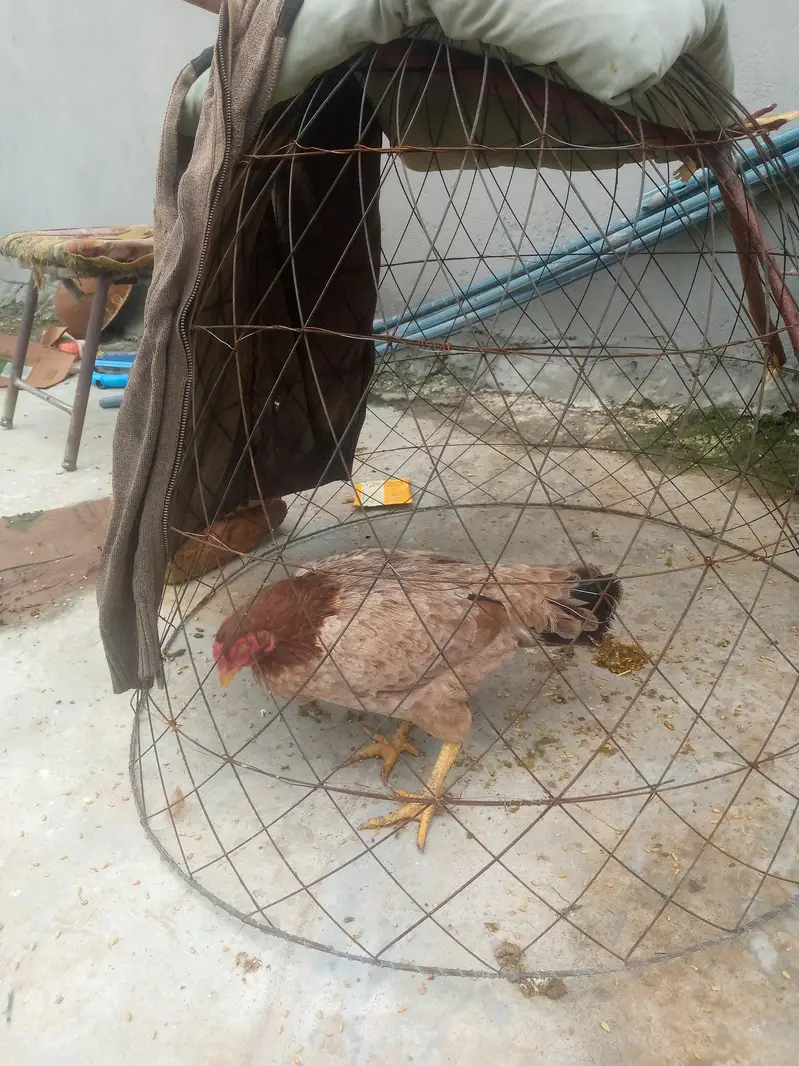 Aseel murghi ha sath 3 bchy hs 3 month — photo 2