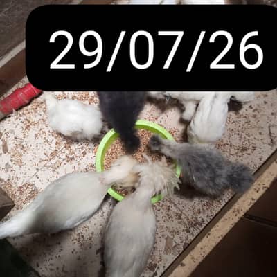 BUFF,POLISH,SILKIE,TURKEY and Many More Chicks for sale