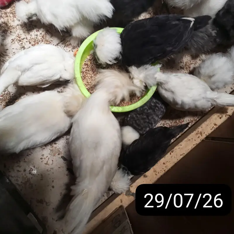 BUFF,POLISH,SILKIE,TURKEY and Many More Chicks for sale — photo 2