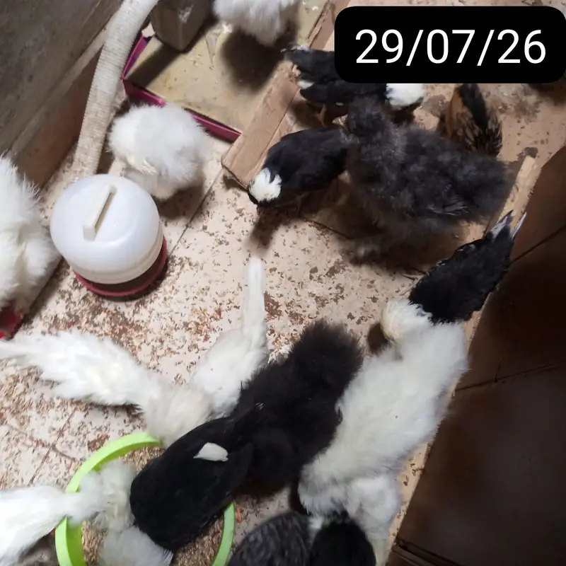 BUFF,POLISH,SILKIE,TURKEY and Many More Chicks for sale — photo 4