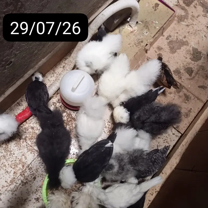BUFF,POLISH,SILKIE,TURKEY and Many More Chicks for sale — photo 5
