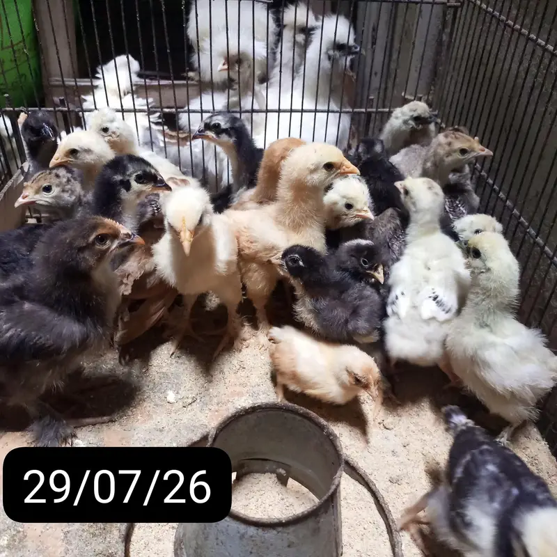 BUFF,POLISH,SILKIE,TURKEY and Many More Chicks for sale — photo 7