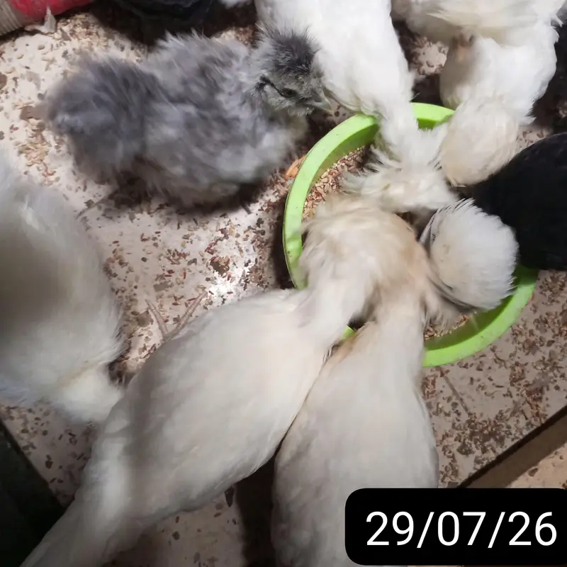 BUFF,POLISH,SILKIE,TURKEY and Many More Chicks for sale — photo 9