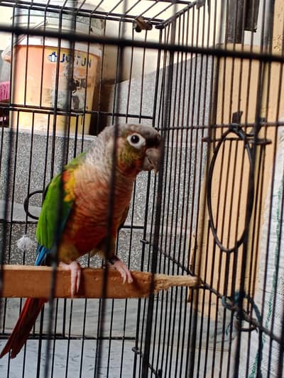 pineapple coner red factor male ungrent to sell