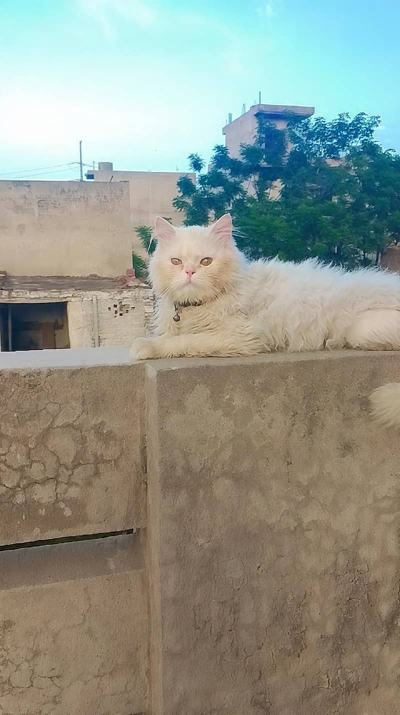 friendly cat 0