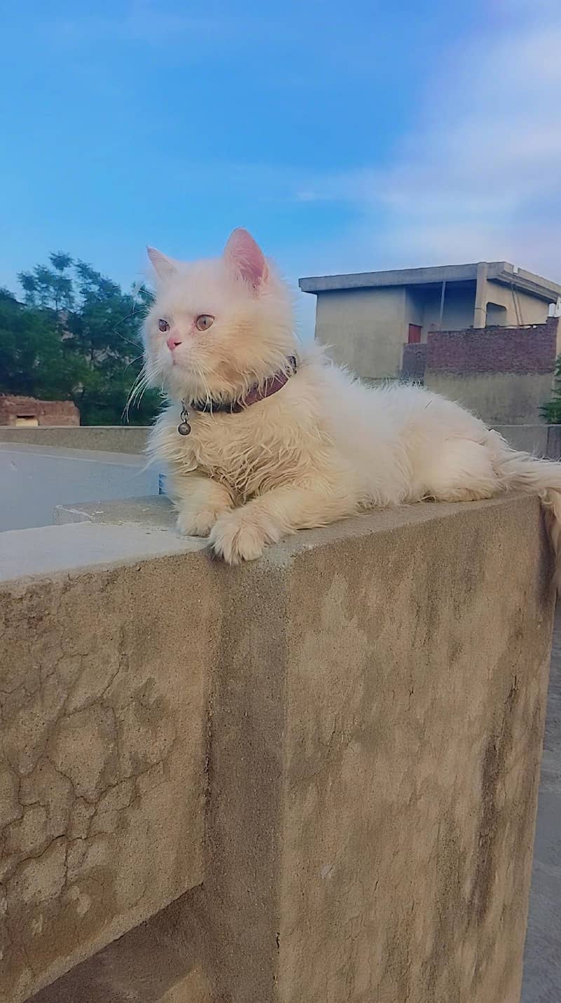 friendly cat 1