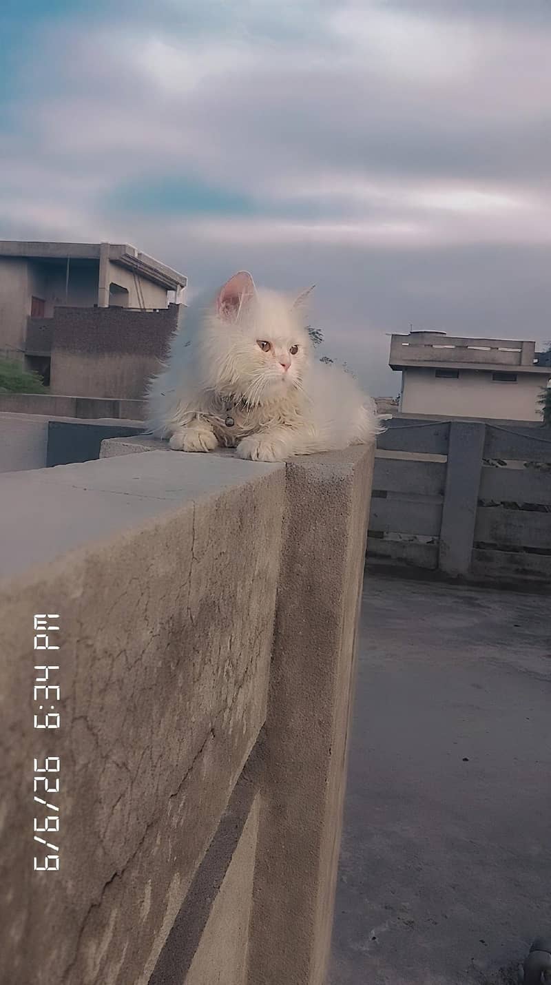 friendly cat 2