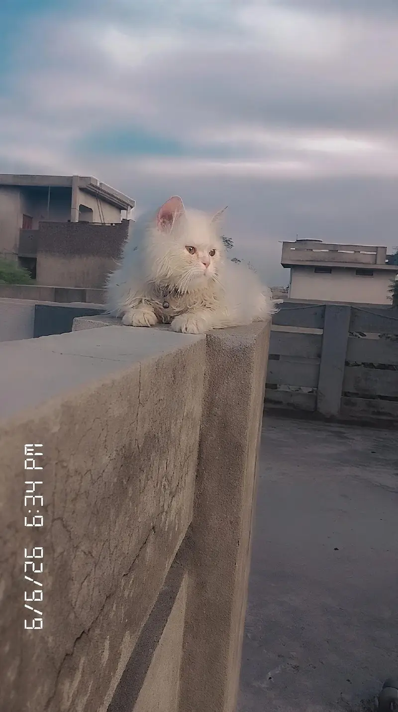 friendly cat — photo 3