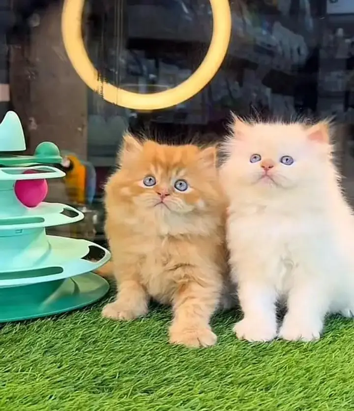 (Persian cat 2 month age for sale all Pakistan delivery available) — photo 2
