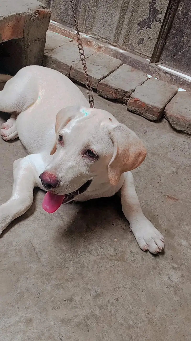 Labrador  dog  female for sale — photo 2