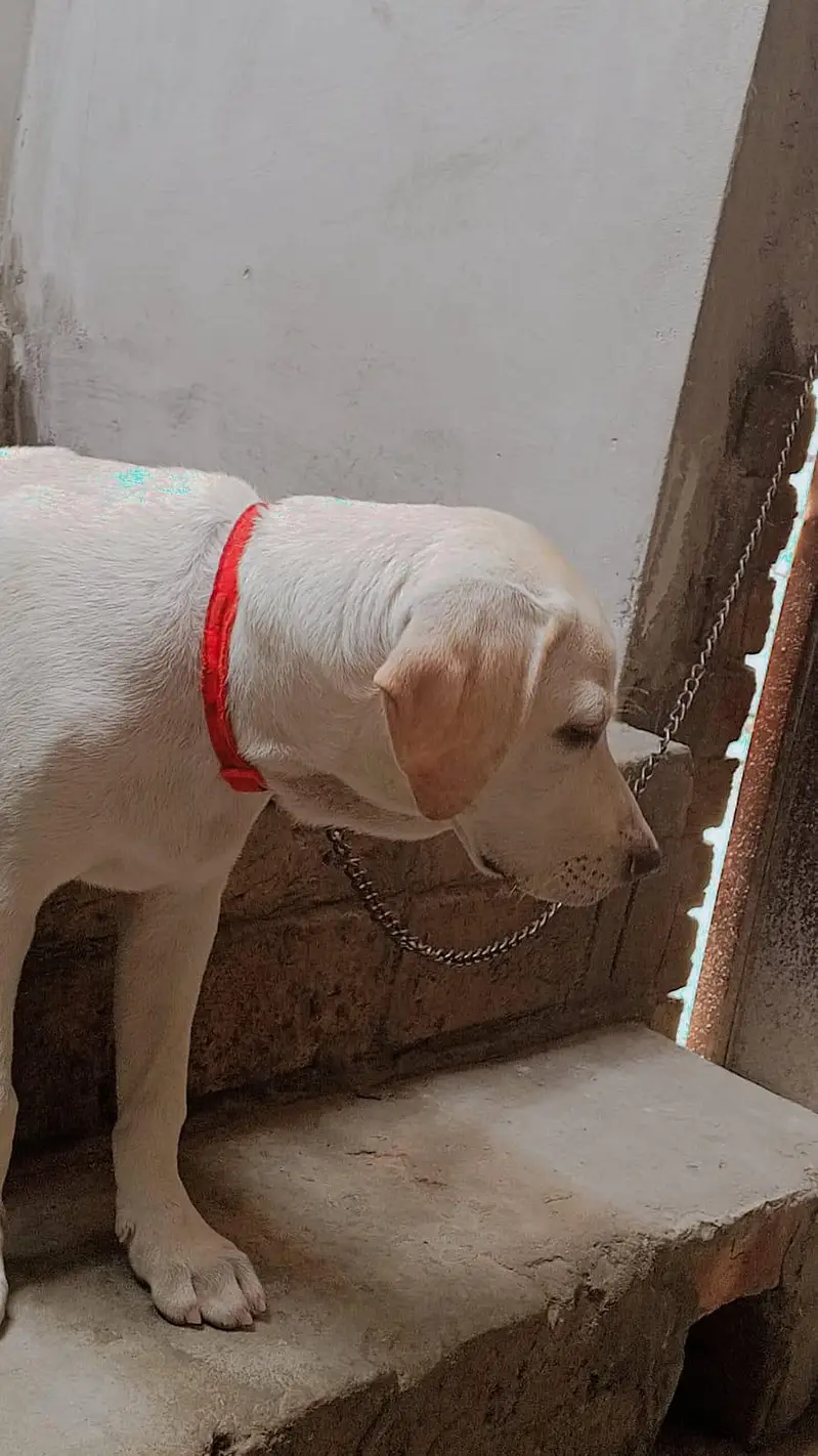 Labrador  dog  female for sale — photo 3