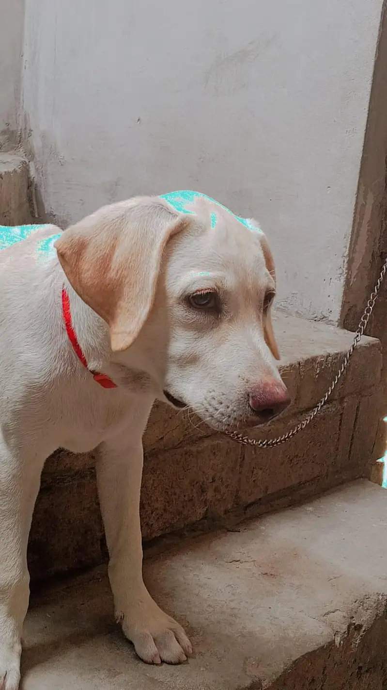 Labrador  dog  female for sale — photo 4