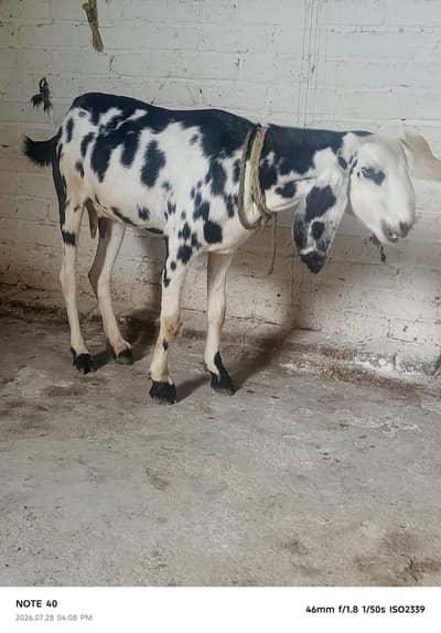 ghban bakri bakry bakriya