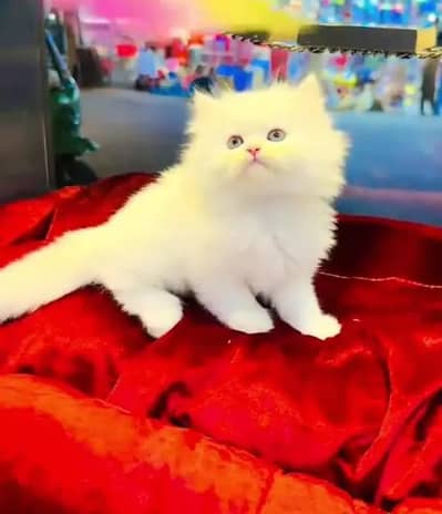 (Persian cat 2 month age for sale all Pakistan delivery available)