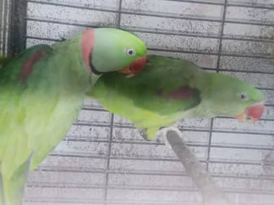 Selling Pair of raw parrot