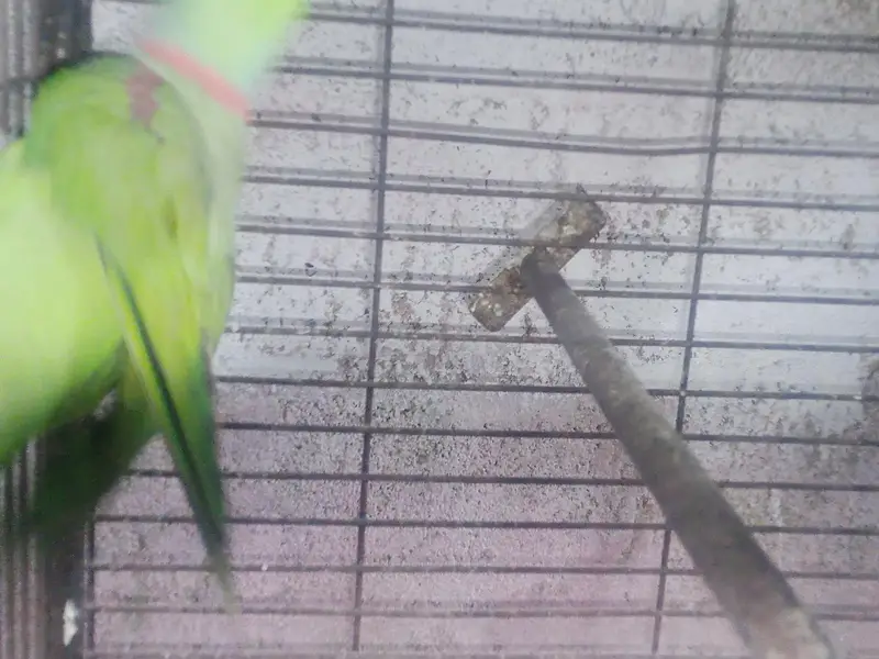 Selling Pair of raw parrot — photo 2