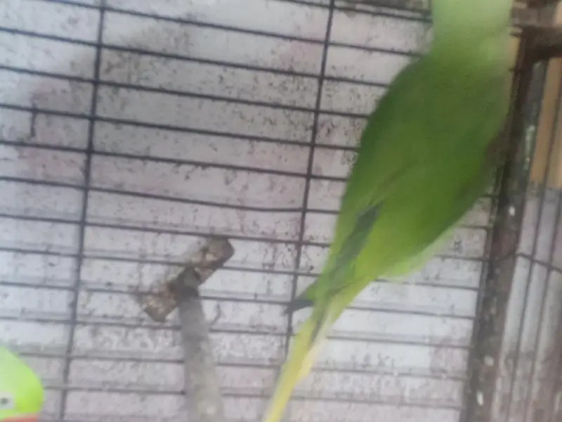 Selling Pair of raw parrot — photo 3
