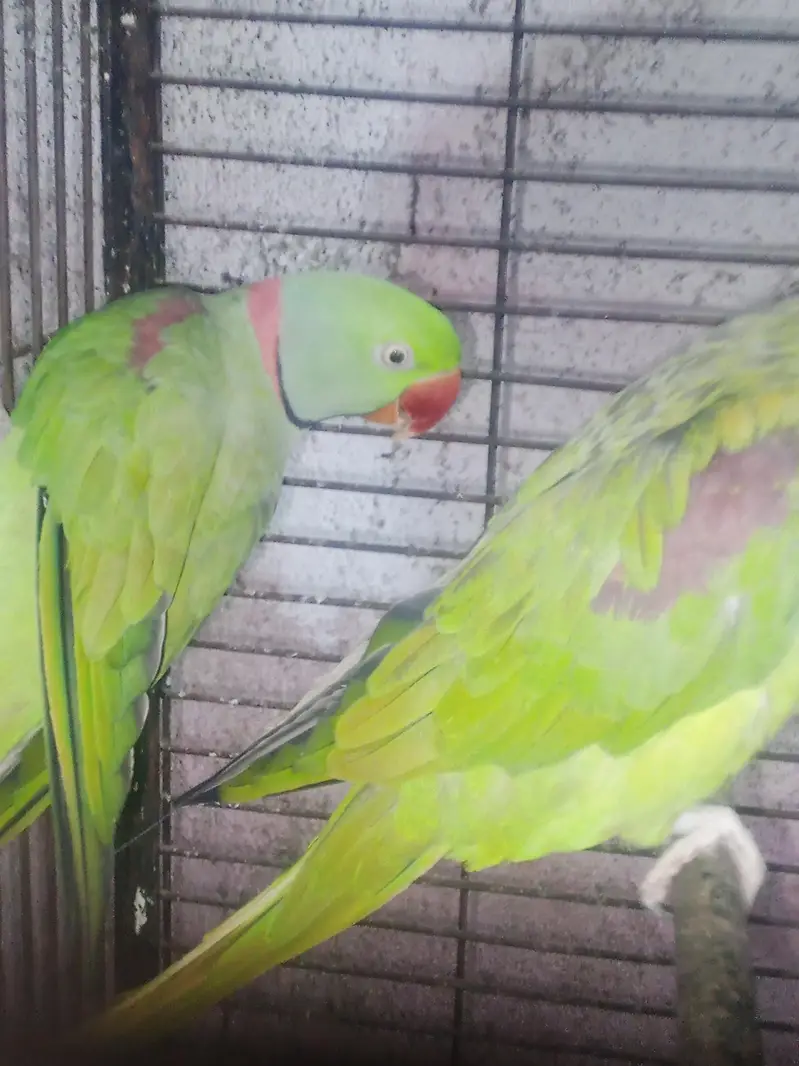 Selling Pair of raw parrot — photo 4