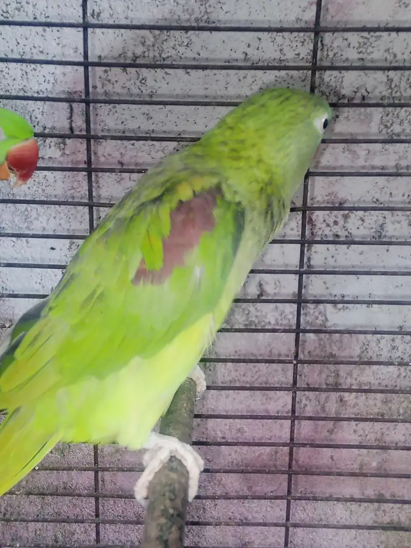 Selling Pair of raw parrot — photo 5