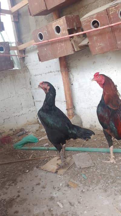 Qandahari Mushka Female aseel