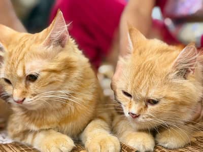 Two Persian Adult Cats For Sale (Pair)