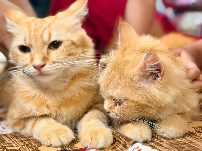 Two Persian Adult Cats For Sale (Pair) — photo 2