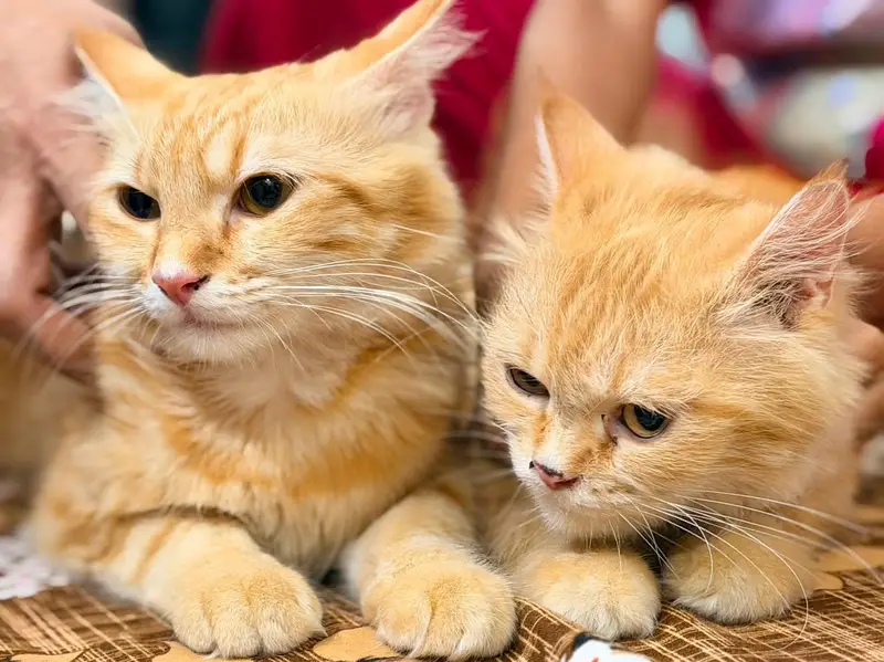 Two Persian Adult Cats For Sale (Pair) — photo 3