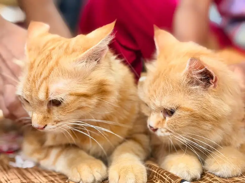 Two Persian Adult Cats For Sale (Pair) — photo 4